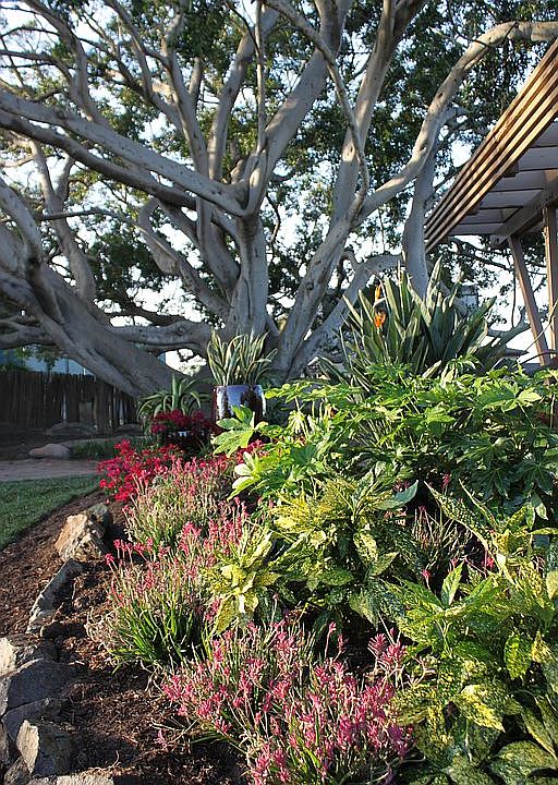 115 year old Ficus Fig Tree