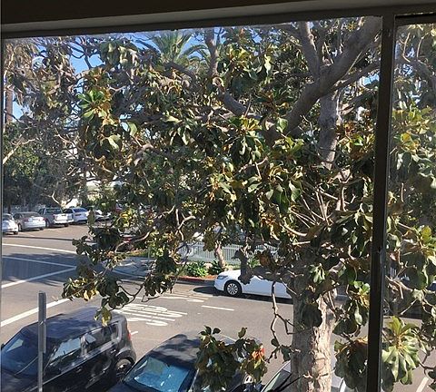 View from Living Room toward Esperanza and First St.