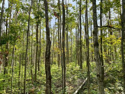 11283 White Ash Trl, Vanderbilt, MI, 49795