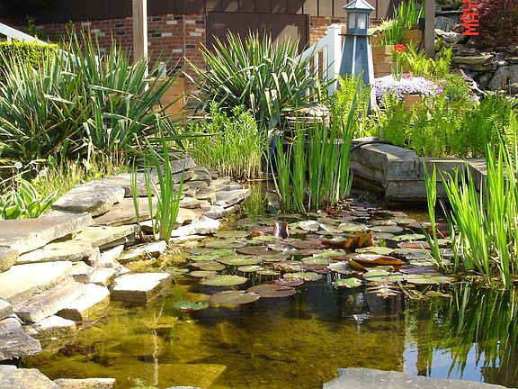 Koi pond
