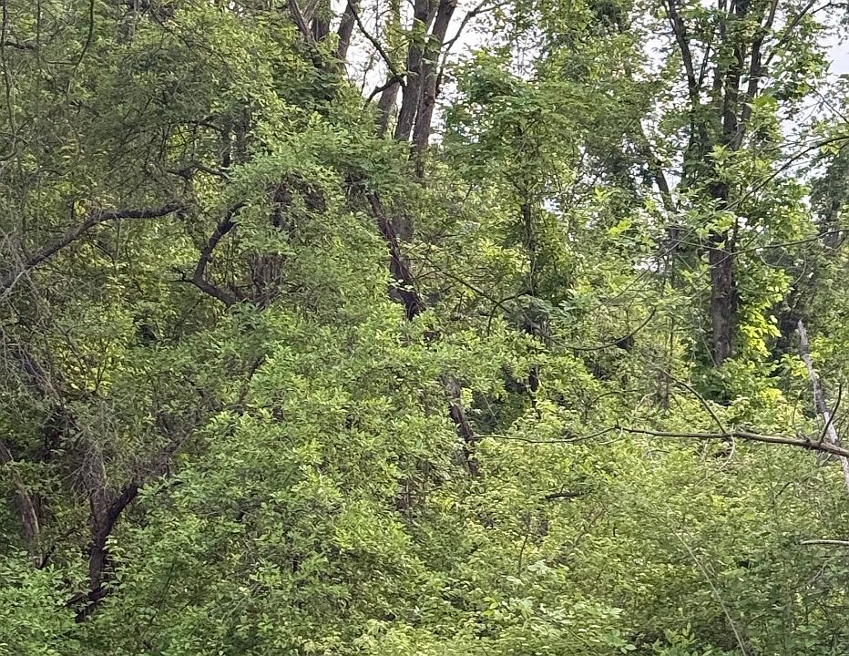 1st image of 2972 Opal St