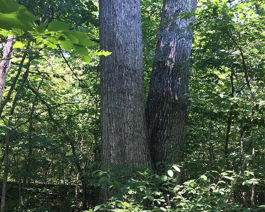 1234 County Road 39 Ironton MO Zillow