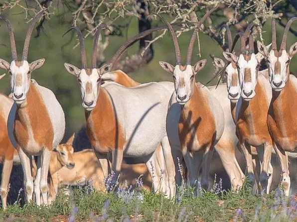 205 S Flat Rock Way, Johnson City, TX 78636