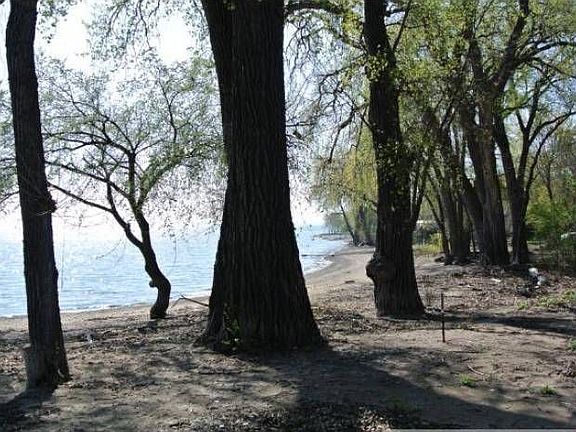 Old Growth...PRICELESS!