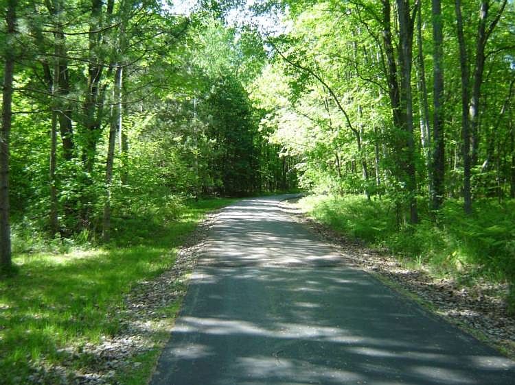 Summer drive through the woods to the house and barn area.