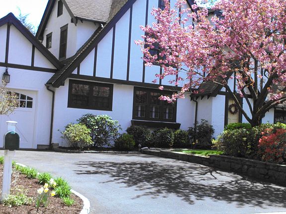 magnolia tree blooming