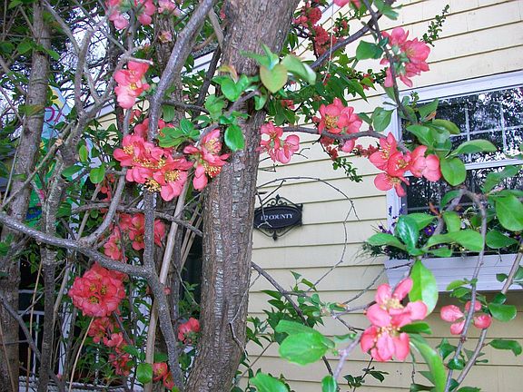 Japanese Quince outside kitchen window