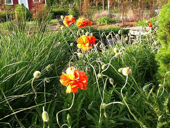 view of garden and studio