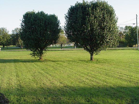 TREES IN LARGE FRONT YARD