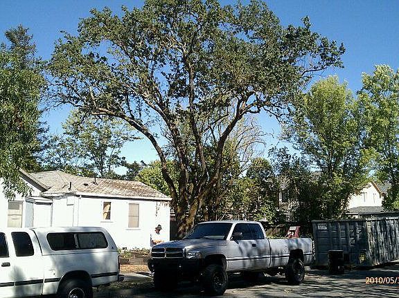 South east facing view of backyard and oak tree.