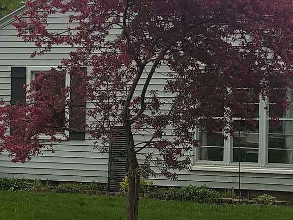 Flowering tree