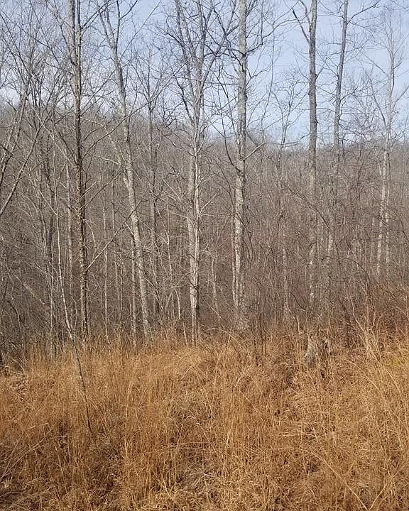 2nd image of LOT 6 Sycamore Dr