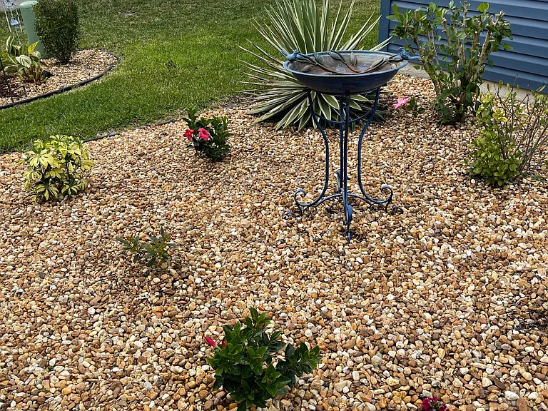 See the birds that come to visit in the back yard