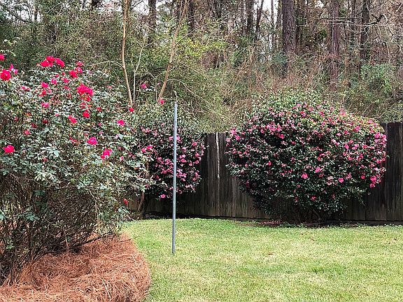 Rose and Camelia bushes 
