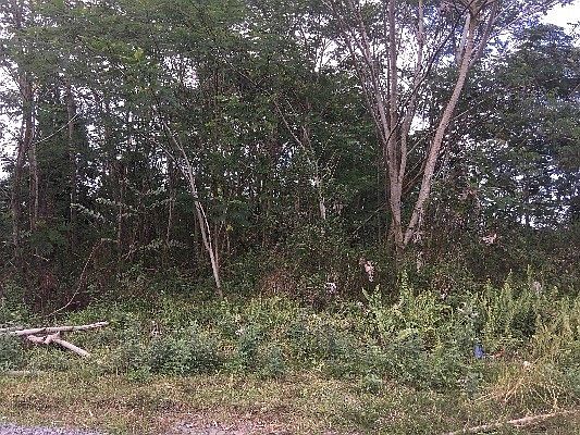 4th image of 19th Ave Lot 281