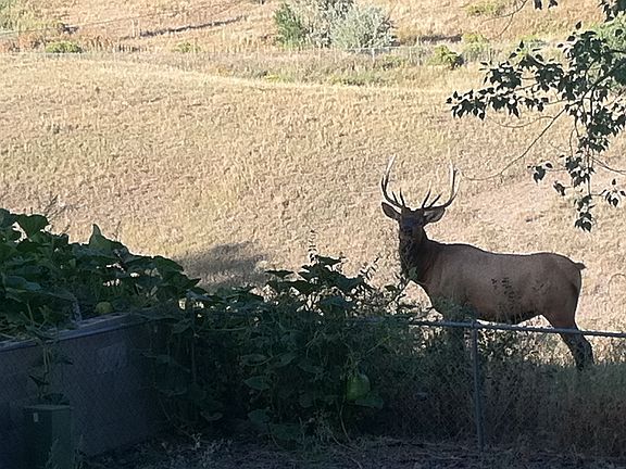 One of our backyard visitors!