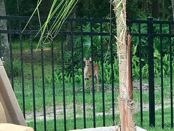 Wildlife at your back door