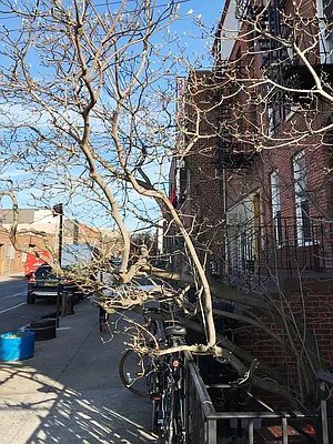 Rented by Awaye Realty Management LLC | media 17