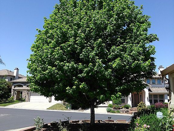 5th image of 1701 Melanzane Dr