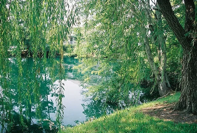 Pond with willow trees