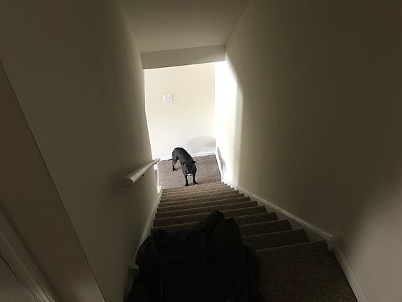 Stairs/Confused Dog