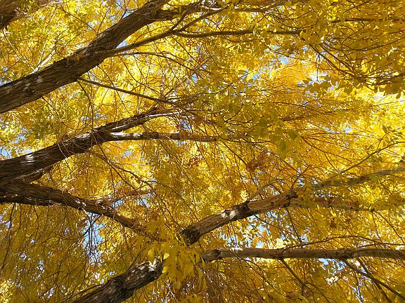 Front yard tree in the Fall.