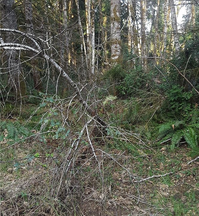 5.1 Acre Parcel in Phillips Lake Area; Close By Spencer Lake and Harstine Island. 195' Frontage on Roadway; 1144' Deep. Bring Your Plans/Builder! Private Location Yet Close to Route 3 For Commuters.