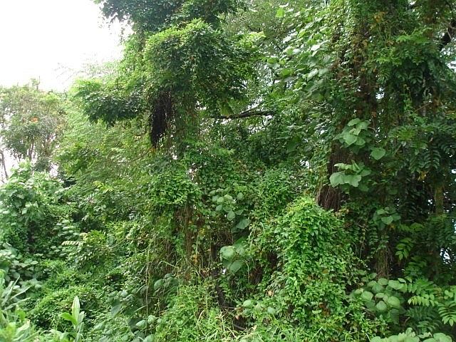 2nd image of 80 Kapaka St Lot 8