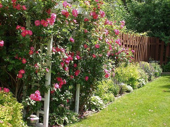 Perennials in Backyard