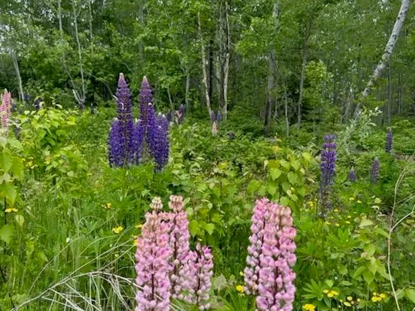 LOT 12 Birch Cliff Dr, Tofte, MN 55615