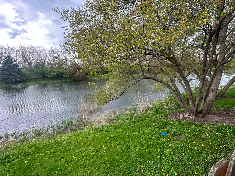 Pond view