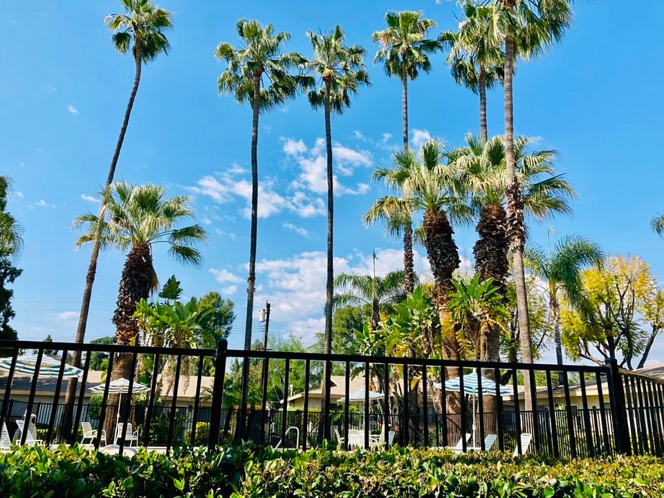 Palm tree views