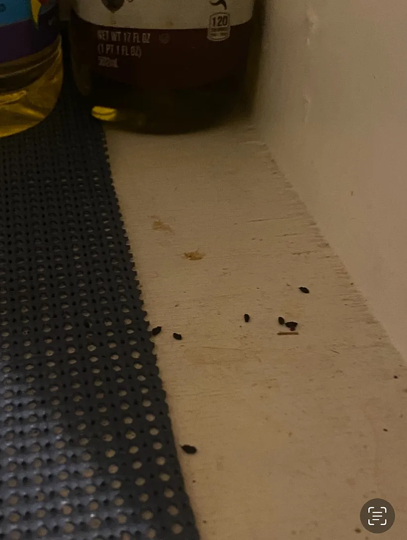 1 bed, 600 sqft, $1,300 — Photo 2