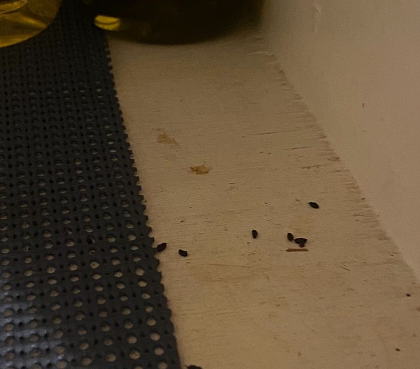 2nd image of 41-2 Gopher Park Rd