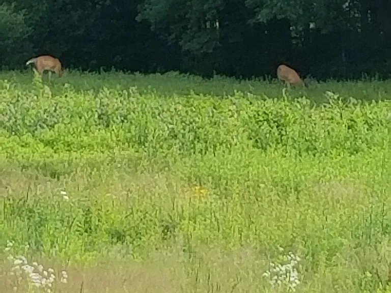 Our frequent wild friends
