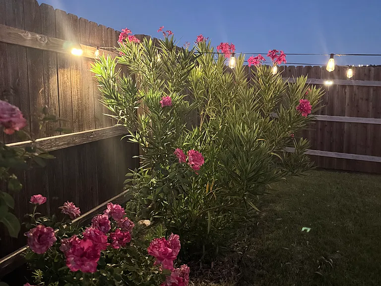 Backyard Garden View with Fence Lights