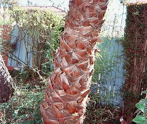 Paln on Lower Level Of Backyard