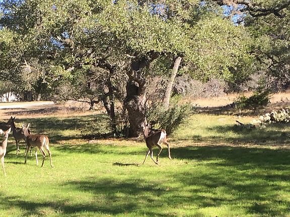 Early Morning Visitors