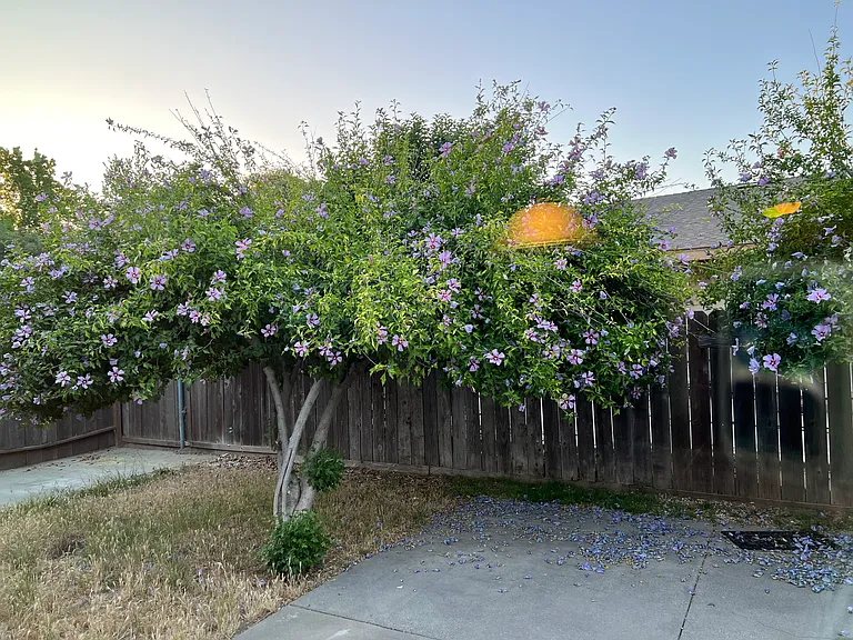 2409 Riedel Way — Photo 28