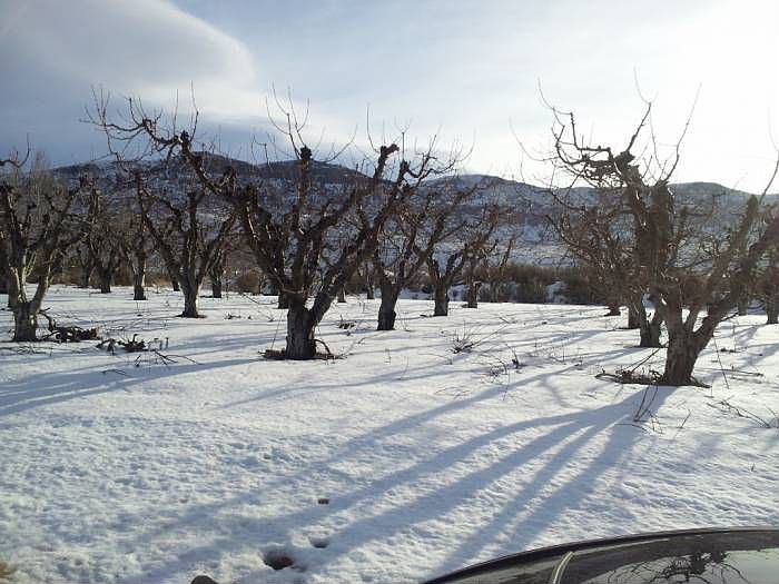5 Acre Orchard