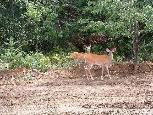 2nd image of LOT 11 Daigneau Trl