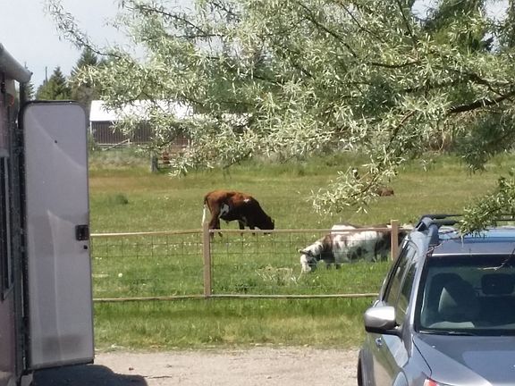 Looking at pasture from fron