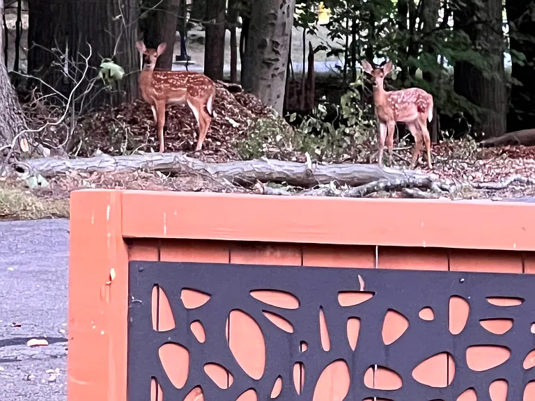 fawns on private drive