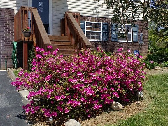 Azalea in bloom