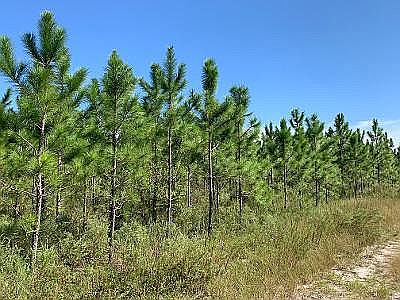 7-yr old planted pines/40 ac