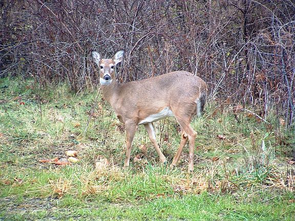 Wildlife in the backyard
