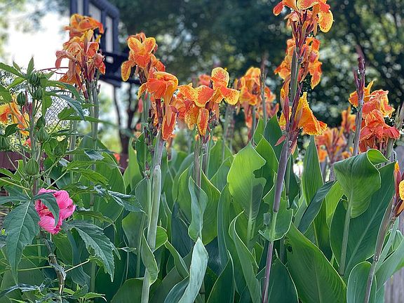 Canna garden
