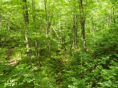 Brothers Ln, Mars Hill, NC, 28754
