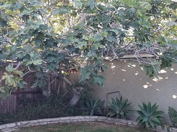 Mature fig tree in back yard