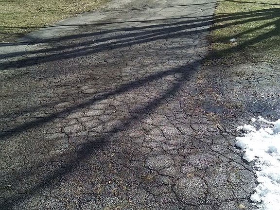 6 huge Silver Maples on .7ac